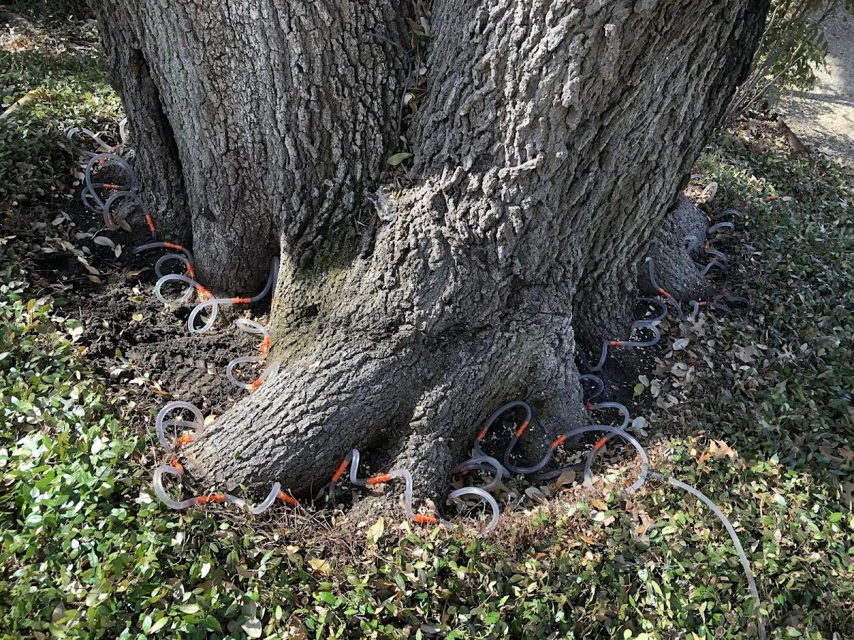 Detailed Tree Cabling and Bracing job site in Fredericksburg