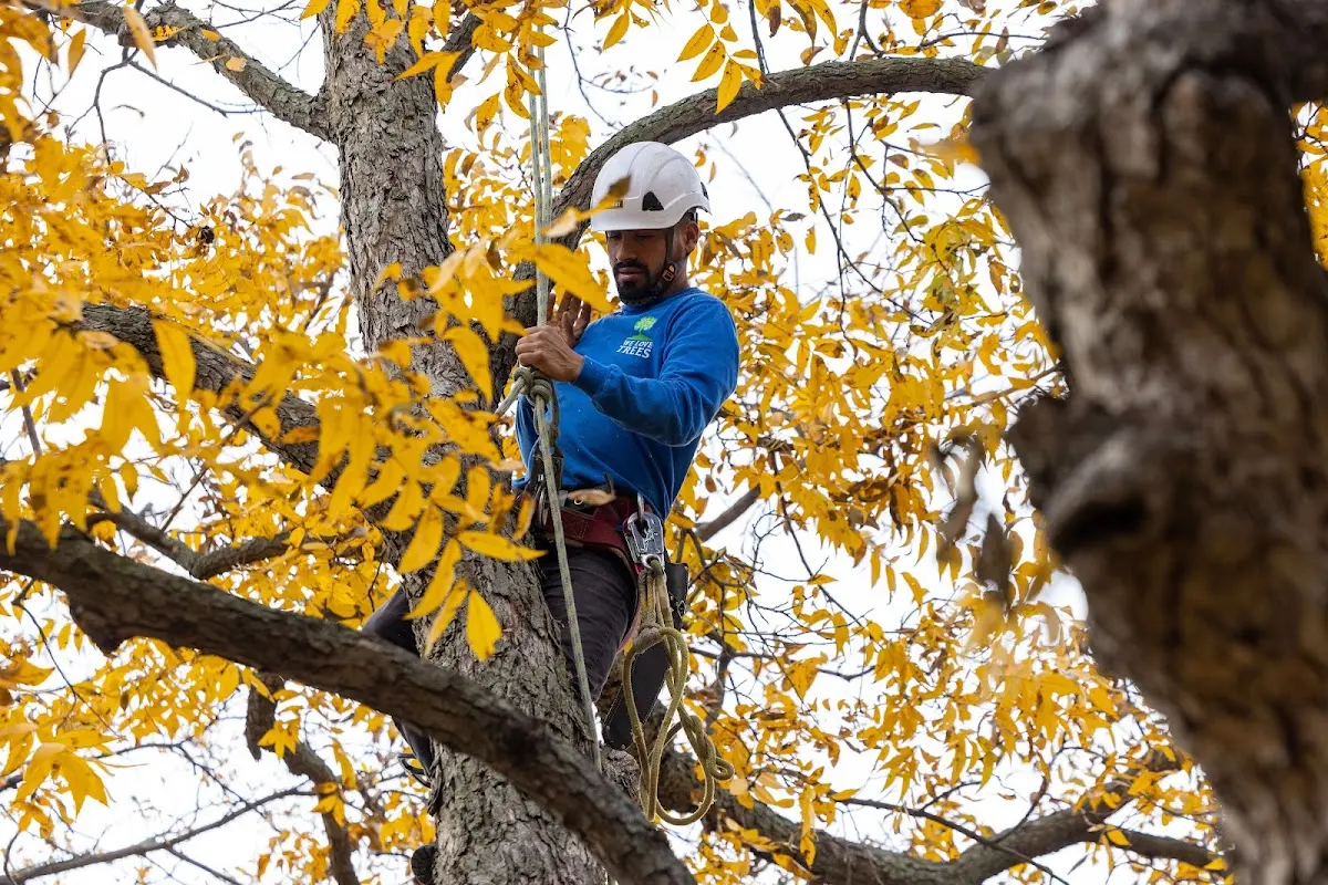 Skilled Tree Pruning crew working in Fredericksburg